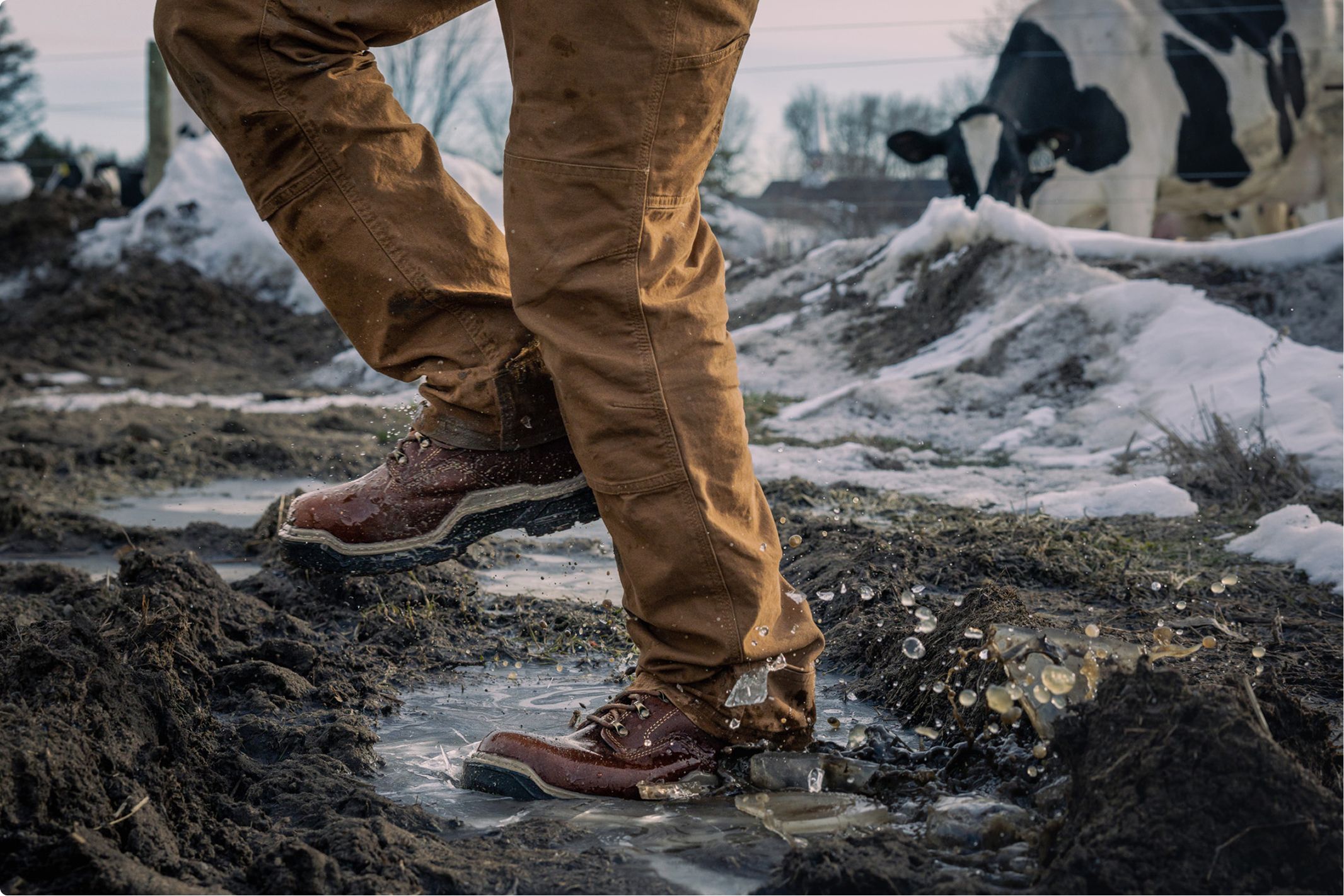 Walking through ice and mud in a cow field.