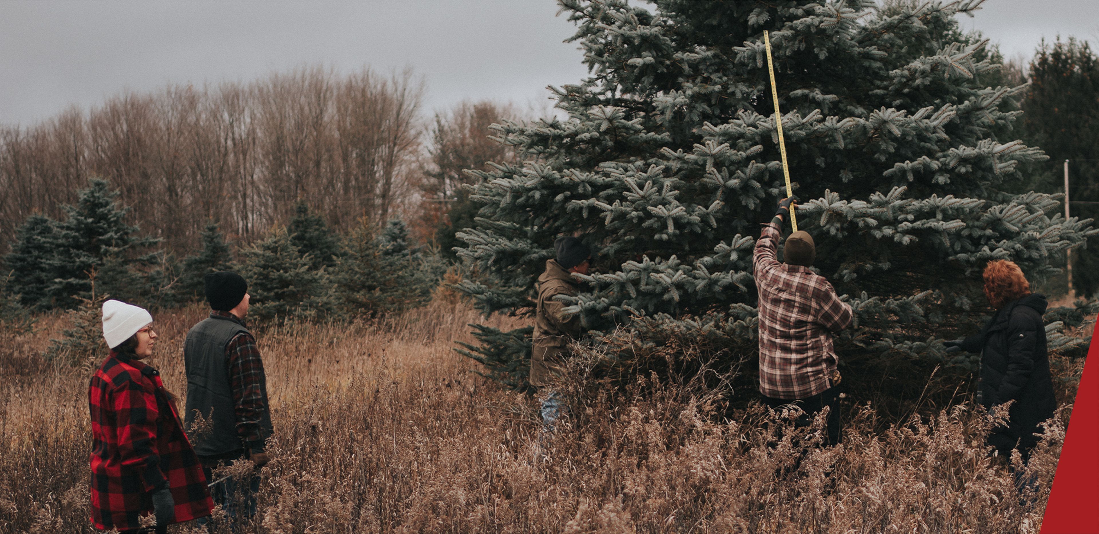 two men in a field holding a tree