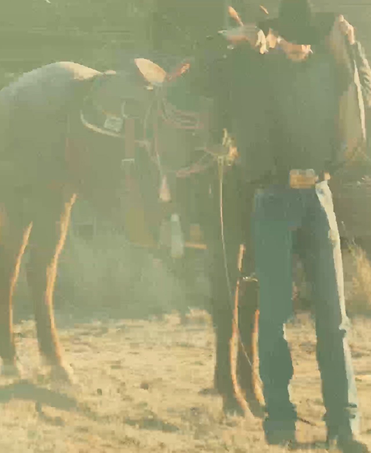 A rancher in Wheatland boots leading a horse.