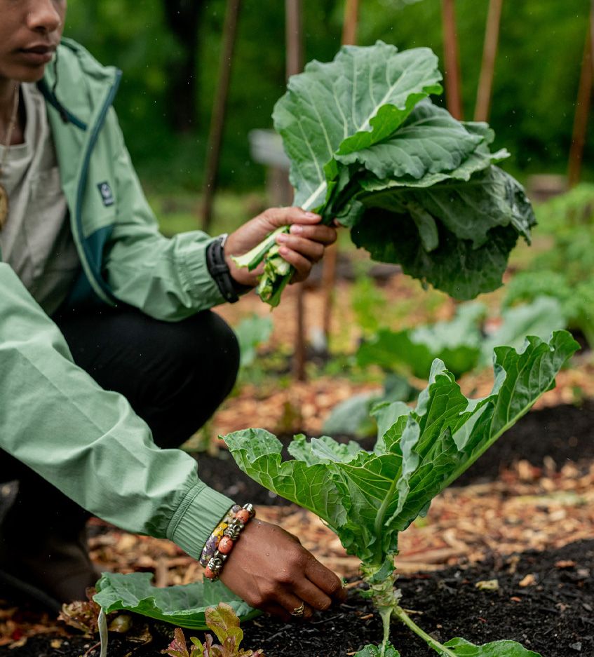 Dazmonique Carr harvesting produce.